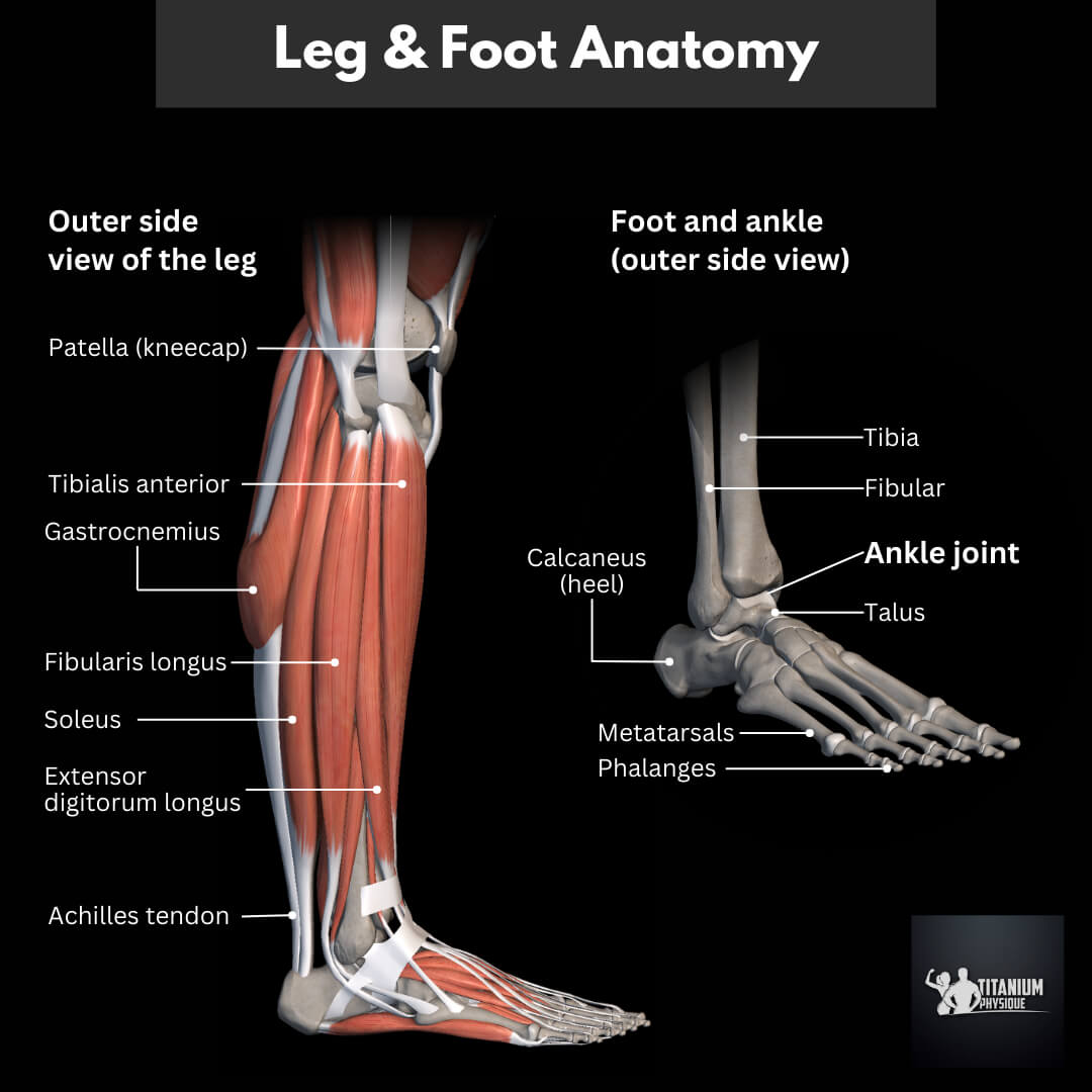 3d anatomy illustrates the leg muscles and foot joint