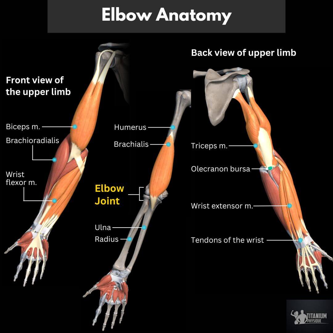 3d anatomy illustrates the bone and muscles of the elbow joint